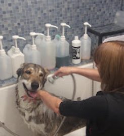 Doggy Style Mobile Grooming