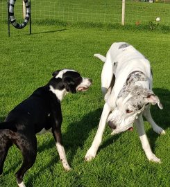 Gilbert's Gallop Secure Dog Walking Field