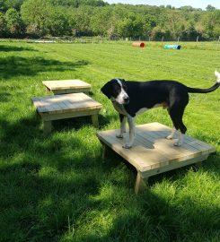 Gilbert's Gallop Secure Dog Walking Field