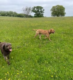 Safe & Hound Secure Field