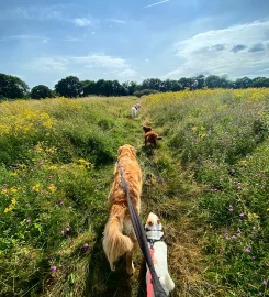 The Paddy Paws Co.