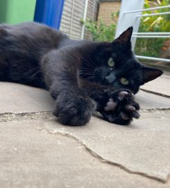 THE FULBOURN CAT SITTING COMPANY