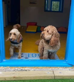 The Social Dog Daycare