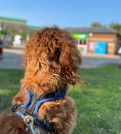 Puppy School – Sussex