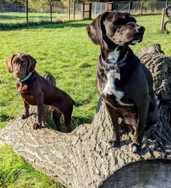 Braunston Secure Dog Walking Field