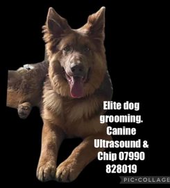 Elite Dog Grooming & Ultrasound