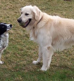 Friends For Pets (Wells and Shepton Mallet)