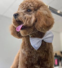 K9 Cuts Professional Grooming