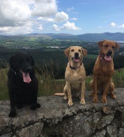 Canine Company Newry & Mourne