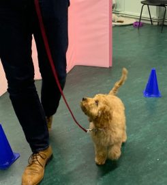 Puppy School South West London