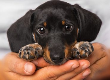 Puppy Training Lichfield