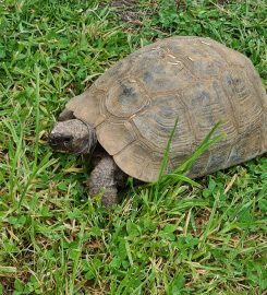 Tortoise Hotel