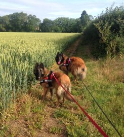 Acremead Boarding Kennels