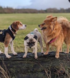 Puppy School Penge