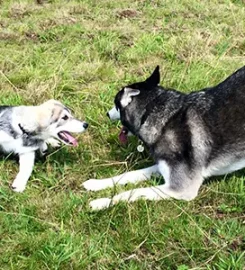 Friends For Pets (Chew Valley)