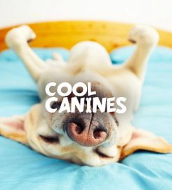 Cool Canines