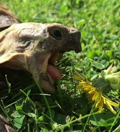 Tortoise Hotel