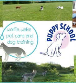 Wolfie Walks Pet Care And Dog Training