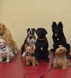 Wakefield Road Safety Dog Club