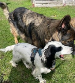 Dog Walkers Faringdon