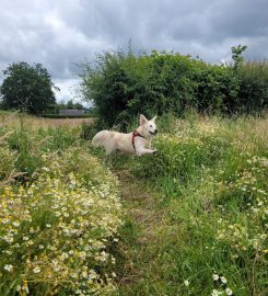 Friends For Pets (Bristol)