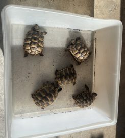 Tortoise Hotel