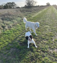 Debbie's Dog Boarding Maldon Essex