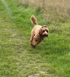 Debbie's Dog Boarding Maldon Essex