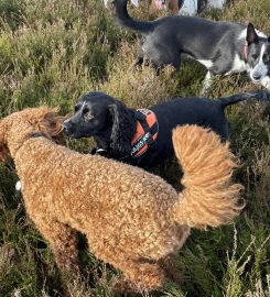 Bark in the Park