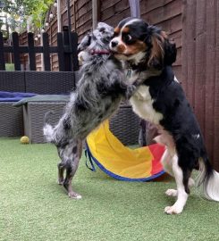 Happy Hounds & Cooler Cats