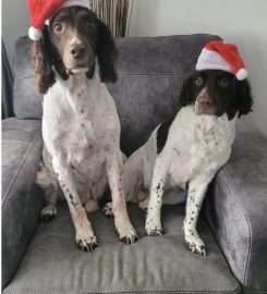 K9 Cuts Professional Grooming