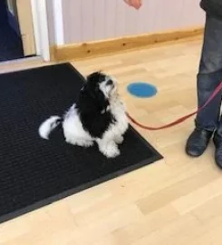 Puppy School Salisbury