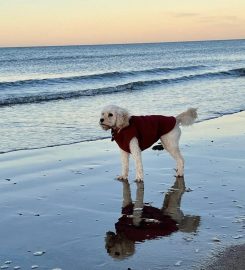 North Norfolk Dog Training