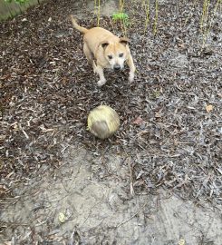 Rebels Rewards Dog Walking & Training