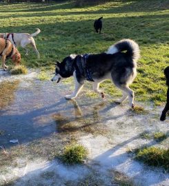 Dacorum Dog Walking & Pet Services