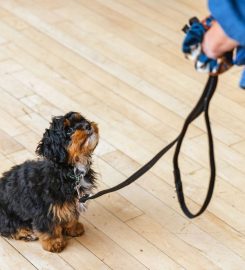 Letchworth Puppy School