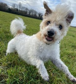 Dog Walkers Faringdon