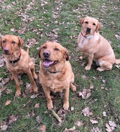 Dog Walkers Faringdon