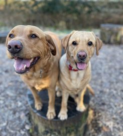 Dog Walkers Faringdon