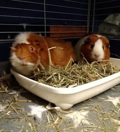 Dandelion Den