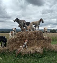 Happy Hounds Dog Training & Secure Dog Walking Fields