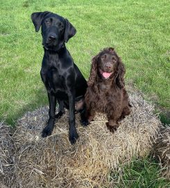 Walkabout Hounds