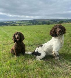 Walkabout Hounds