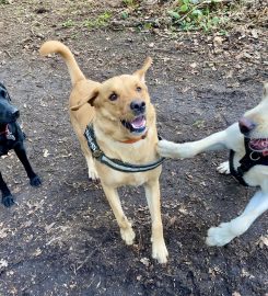 Dacorum Dog Walking & Pet Services