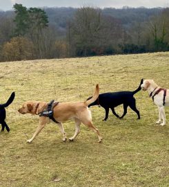 Dacorum Dog Walking & Pet Services
