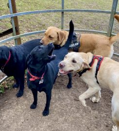 Dacorum Dog Walking & Pet Services