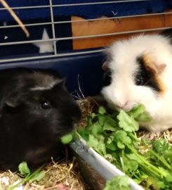 Dandelion Den