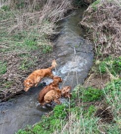 Doodle Dog Walks