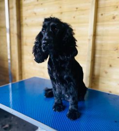 Wyecarr Canine Kennels