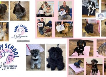 Puppy School Leamington Spa